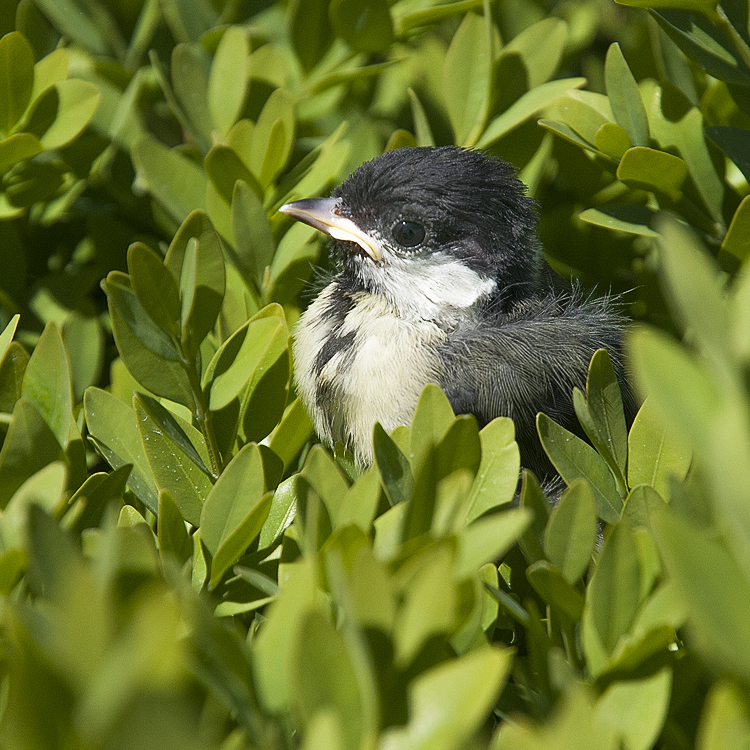 Tour Loire 05 - 201520150509_D35_8195 als Smartobjekt-1 Kopie.jpg - Und dann war da noch der entflogene Piepmatz der sich zuerst auf meinem Arm und anschließend auf der Hecke nieder ließ